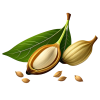 cardamomo